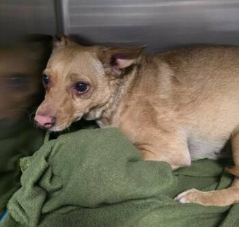Chihuahua Dogs Available for Adoption - Jake | PetCurious