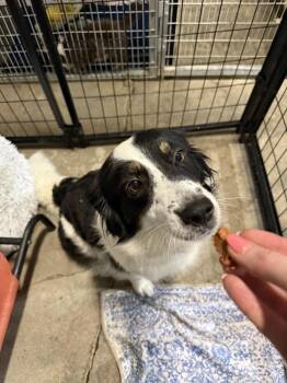 Amaya -  Border Collie and Corgi Dog for Adoption in Papillion, Nebraska - Amaya | PetCurious