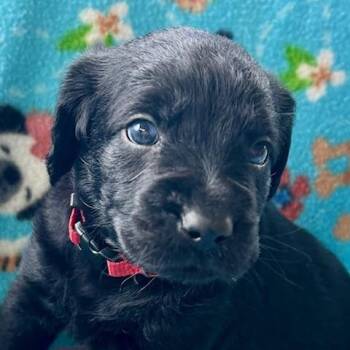 German Shepherd Dog and Flat Coated Retriever Dogs Available for Adoption - Trenton (5/13) | PetCurious