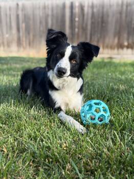 ASTRO -  Border Collie Dog for Adoption in Nampa, Idaho - ASTRO | PetCurious