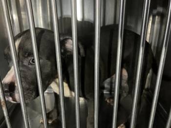 Mixed Breed Dogs Available for Adoption - BENEDICT | PetCurious