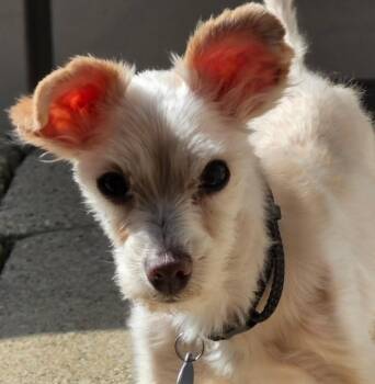 Milo -  Maltese Dog for Adoption in Elmwood Park, Wisconsin - Milo | PetCurious
