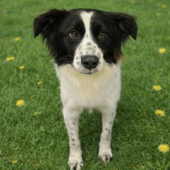 CT Koda -  Border Collie and Mixed Breed Dog for Adoption in Stormville, New York - CT Koda | PetCurious
