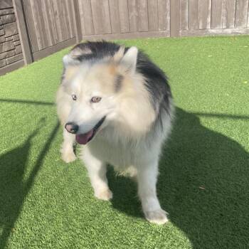 Gemz 2089 -  Husky Dog Available for Adoption in Loxahatchee Groves, Florida - Gemz 2089 | PetCurious
