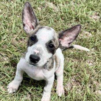 Cooper -  Jack Russell Terrier and Mixed Breed Dog for Adoption in Jefferson, New Jersey - Cooper | PetCurious