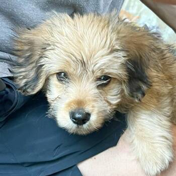 Yorkshire Terrier and Mixed Breed Dogs Available for Adoption in Lewisville, Texas - Spike | PetCurious
