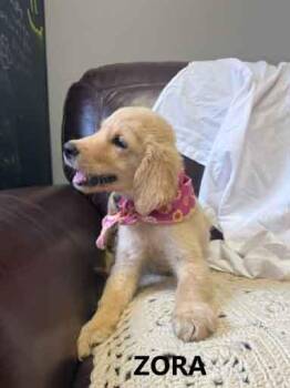 Zora -  Goldendoodle Dog for Adoption in Washington, Georgia - Zora | PetCurious