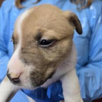 Mixed Breed Dogs Available for Adoption - Canela | PetCurious