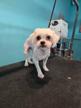 Bolognese Dogs Available for Adoption in Clairton, Pennsylvania - SUGAR | PetCurious