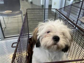 Shih Tzu Dogs Available for Adoption in San Antonio, Texas - DENNIS | PetCurious
