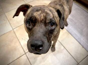 ZEUS -  Mixed Breed Dog for Adoption in Jacksonville, Florida - ZEUS | PetCurious