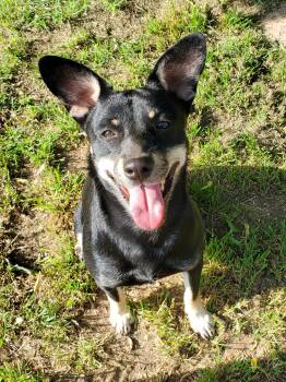 Chihuahua and German Shepherd Dog Dogs Available for Adoption - Ricochet (In Texas - Will Transport Weighs Around 30 Lbs) | PetCurious