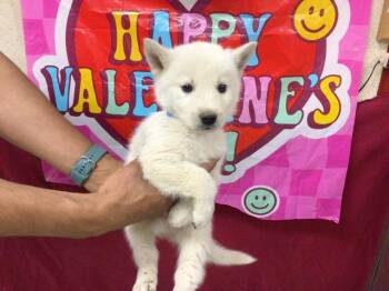 Siberian Husky Dogs Available for Adoption in Riverside, California - BALTO | PetCurious