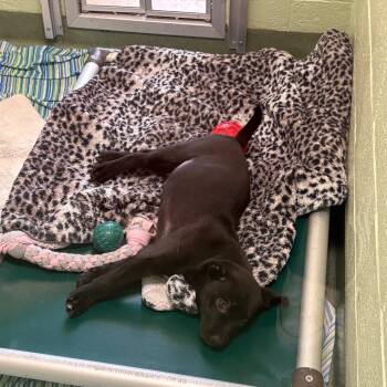 Arizona -  Mixed Breed Dog for Adoption in West Palm Beach, Florida - Arizona | PetCurious