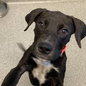 Rescue Mixed Breed Dogs for Adoption in Naperville, Illinois - Gus Gus | PetCurious