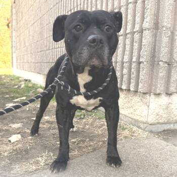 Rescue Pit Bull Terrier Dogs for Adoption in East St. Louis, Illinois - Campfire | PetCurious