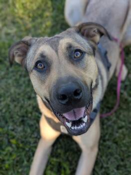 Mastiff Dogs Available for Adoption - Everest | PetCurious