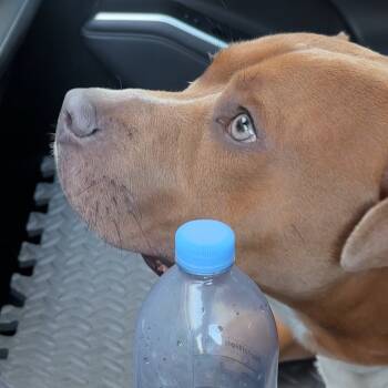 Rescue American Staffordshire Terrier and Mixed Breed Dogs for Adoption in Monroe, Michigan - Lark | PetCurious