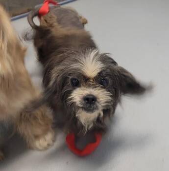 Pen 231 Darby -  Shih Tzu Dog for Adoption in Lawrenceville, Georgia - Pen 231 Darby | PetCurious