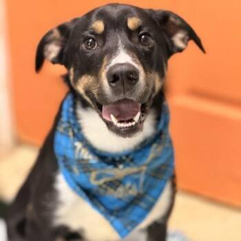 Rescue Border Collie and Beagle Dogs for Adoption in Sparta, New Jersey - Shelton | PetCurious