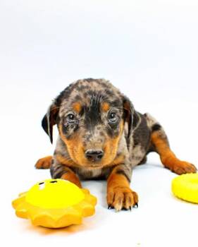 Rottweiler and Catahoula Leopard Dog Dogs Available for Adoption in Morton Grove, Illinois - Saturn | PetCurious