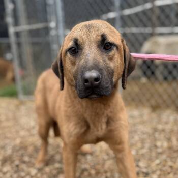 Shepherd Dogs Available for Adoption - Ello | PetCurious