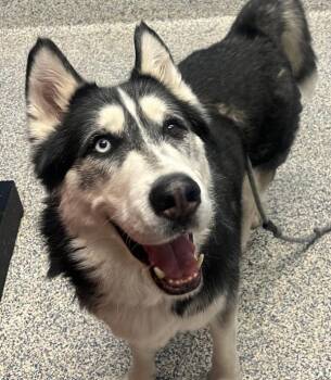 Hunter -  Alaskan Malamute Dog for Adoption in Golden, Colorado - Hunter | PetCurious
