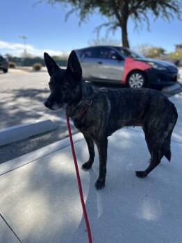 Sadie -  Australian Cattle Dog Blue Heeler and Cattle Dog Dog for Adoption in San Rafael, California - Sadie | PetCurious