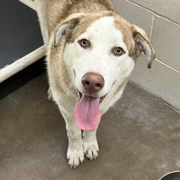 Rescue Husky Dogs for Adoption in Tom Bean, Texas - Pancake | PetCurious
