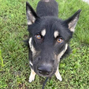 Inola (Rocko) -  German Shepherd Dog Dog for Adoption in Saint Joseph, Missouri - Inola (Rocko) | PetCurious