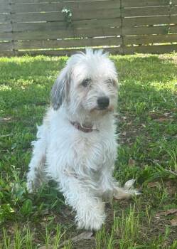 Bella -  Maltese and Shih Tzu Dog for Adoption in Parrish, Florida - Bella | PetCurious