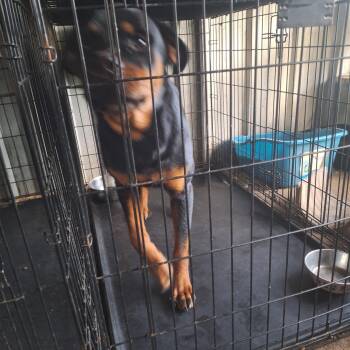 Rottweiler Dogs Available for Adoption - Hoss | PetCurious