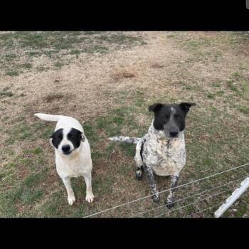 Rescue Border Collie Dogs for Adoption in Maryville, Tennessee - Jax And Rocket | PetCurious