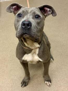 Zippy -  Mixed Breed Dog for Adoption in Chamblee, Georgia - Zippy | PetCurious