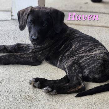 Rescue Pit Bull Terrier and Labrador Retriever Dogs for Adoption in Rochester, Washington - Haven | PetCurious
