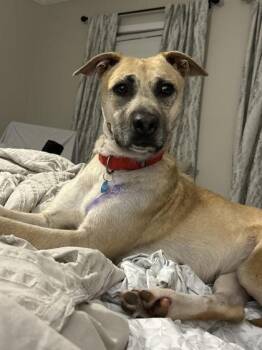 Mila -  Mixed Breed Dog for Adoption in Atlanta, Georgia - Mila | PetCurious