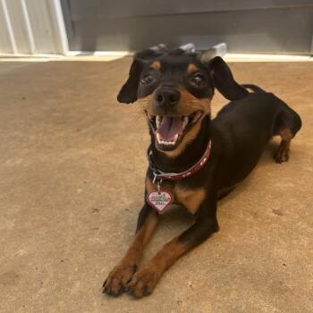 Axel -  Miniature Pinscher and Chihuahua Dog for Adoption in Tuscaloosa, Alabama - Axel | PetCurious