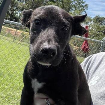 Gator -  Mixed Breed Dog for Adoption in New York, New York - Gator | PetCurious