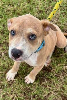 Rescue Pit Bull Terrier Dogs for Adoption in Lavon, Texas - Dexter | PetCurious