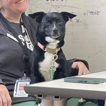 Terrier and Chihuahua Dogs Available for Adoption in Austin, Texas - Tuxedo | PetCurious