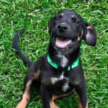 Charlie -  Mixed Breed Dog for Adoption in Northwood, New Hampshire - Charlie | PetCurious