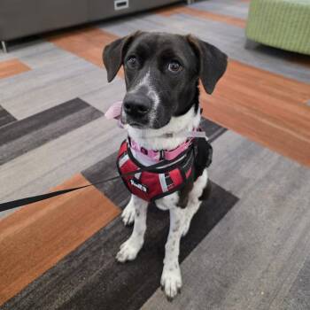 Mixed Breed Dogs Available for Adoption - Penelope 2 | PetCurious