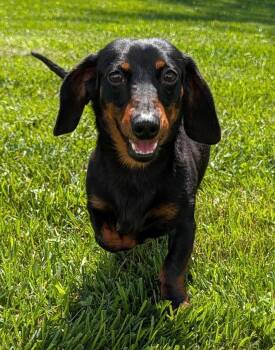 Thomas in TN -  Dachshund Dog for Adoption in Shelbyville, Tennessee - Thomas In TN | PetCurious
