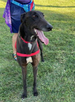 Rescue Greyhound Dogs for Adoption in Raytown, Missouri - Archie | PetCurious