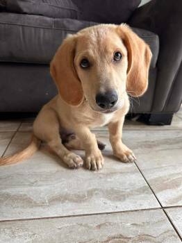 Basset Hound Dogs Available for Adoption in Auburndale, Florida - Roscoe | PetCurious