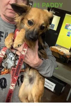 Rescue Chihuahua Dogs for Adoption in Watertown, Wisconsin - Paddy | PetCurious