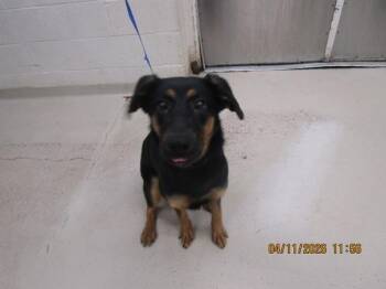 Shepherd Dogs Available for Adoption in Marietta, Georgia - (850) | PetCurious