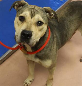 Rescue Mixed Breed Dogs for Adoption in Columbia, South Carolina - MISSI | PetCurious