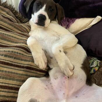 Catahoula Leopard Dog and Hound Dogs Available for Adoption - Danaus | PetCurious
