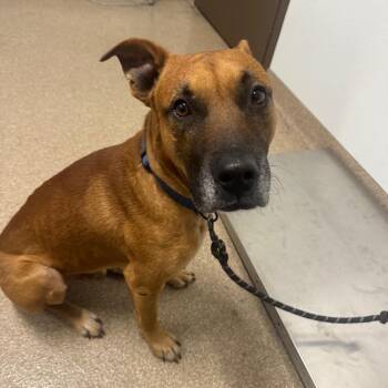 Chuck -  Labrador Retriever and Mixed Breed Dog for Adoption in League City, Texas - Chuck | PetCurious